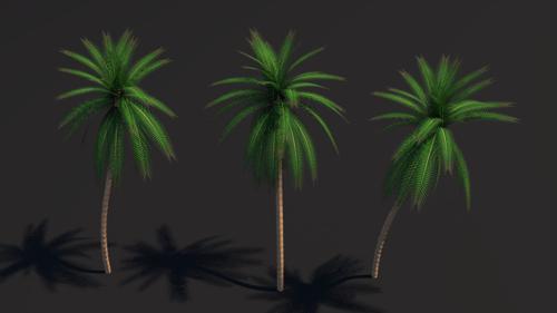 Palm Tree  Cycles Ready  preview image